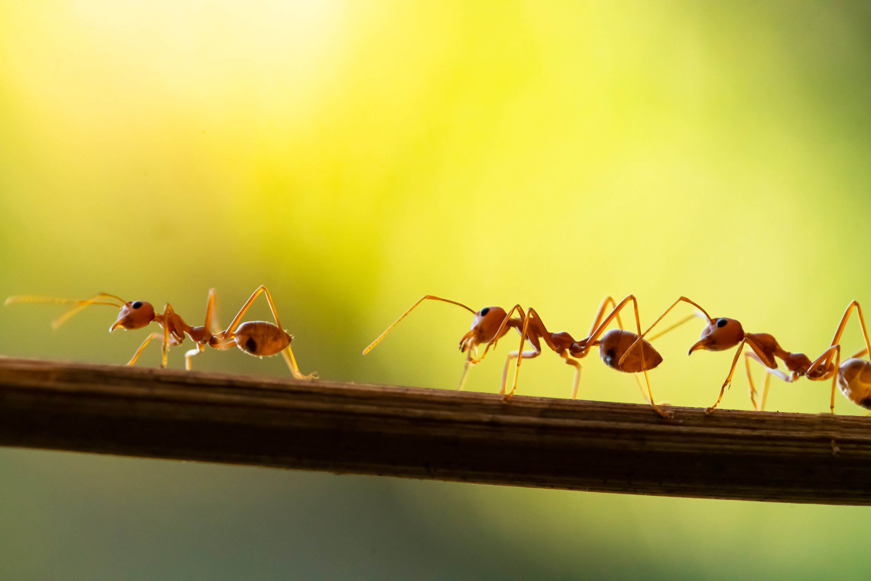 Ants as Seasonal Pests